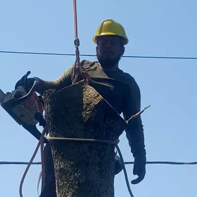 M Care Trees