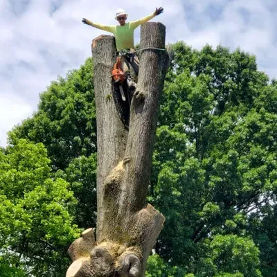 M & M TREE SERVICES
