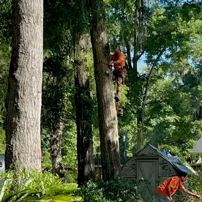 LTC Tree Care LLC