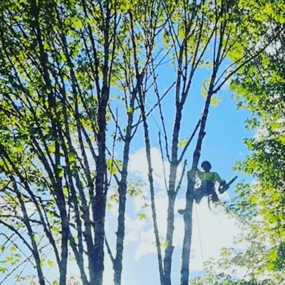 Geiger tree care