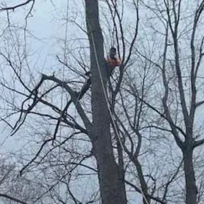 Affordable Tree Removers