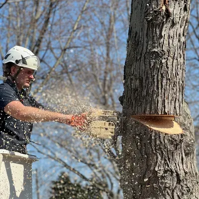 Vogler Tree & Landscaping