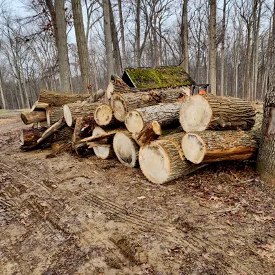 Buruca Tree Services