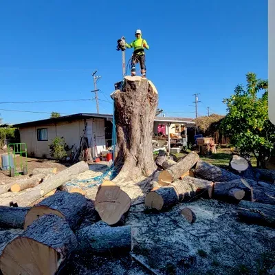 Arita Tree Service ?