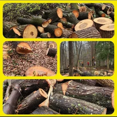 Tree Cutting Service