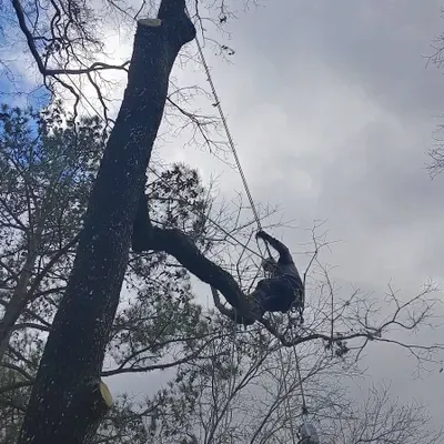 Mill's Tree & Debris Removal Service
