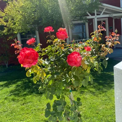 Mora’s Legacy Gardening