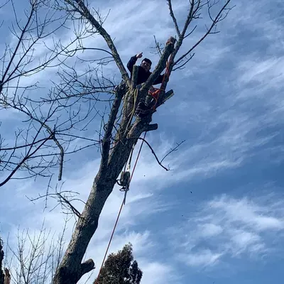 Warriors Landscape and Tree Service LLC