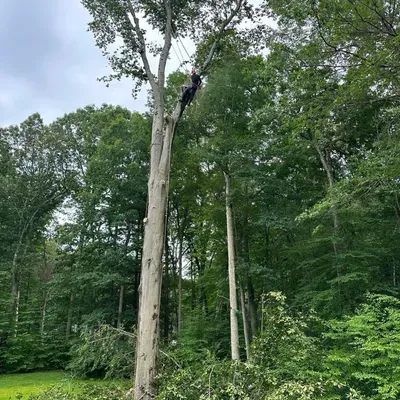 Sanchez-row tree service llc