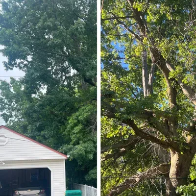Against The Grain Tree Service