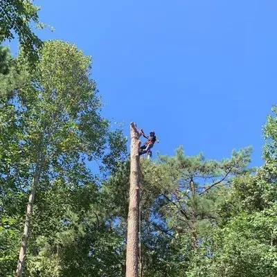 Jorge Aníbal Tree Service