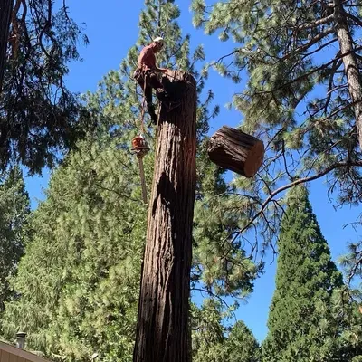 LD TREE CARE