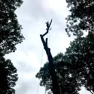 A & A Tree Services LLC.