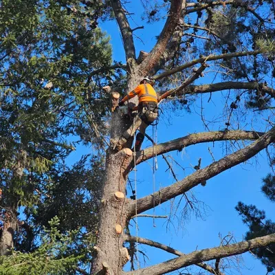Martin's tree service