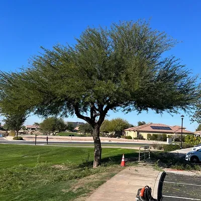 Ivan’s tree services