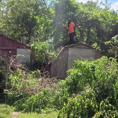 Presentable cuts tree service