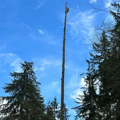 Diamond Landscaping & Tree Service, LLC