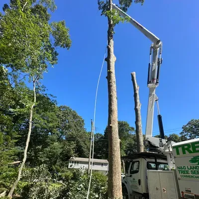 Alberto Landscaping & tree service llc