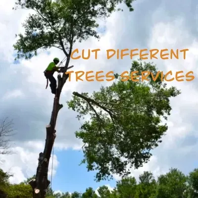 Cut different trees service