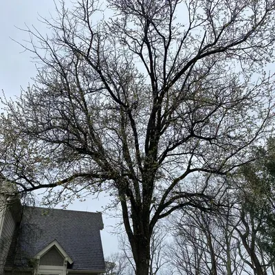 Marty’s tree service