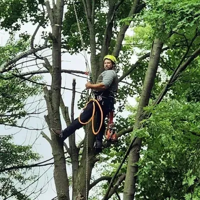 Cassidy & Co. Tree Service