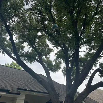Tree X
