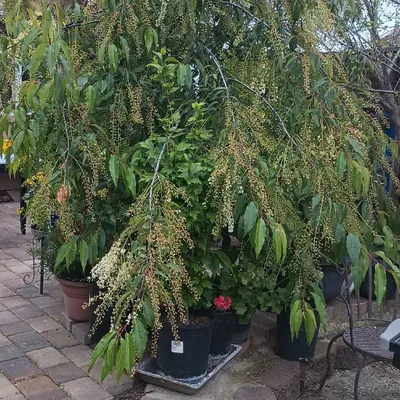 Kendy Landscaping