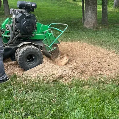 Virginia tree and landscaping