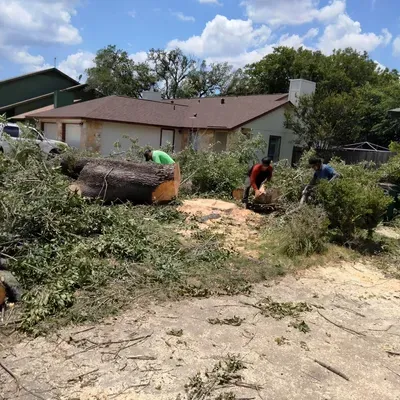 Alejandro tree service