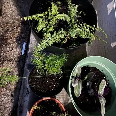 Homestead Garden and Home