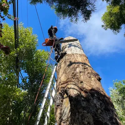Zambrano tree service