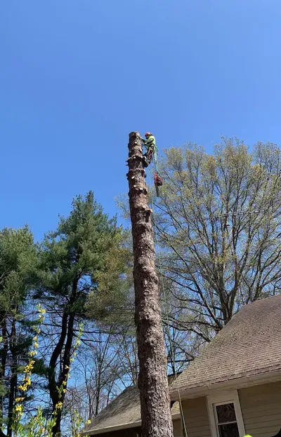 Vining Tree And Property