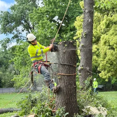 Arbor pro tree service