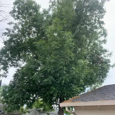 VR Lawn Service & tree service