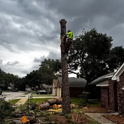 Houston Tree Service