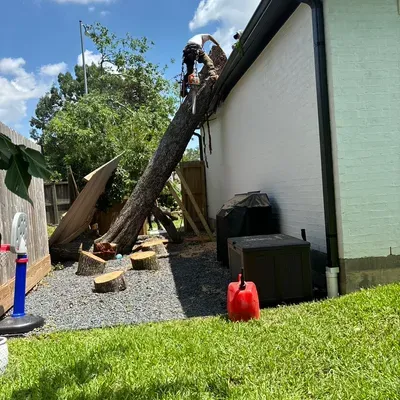 The magician tree service