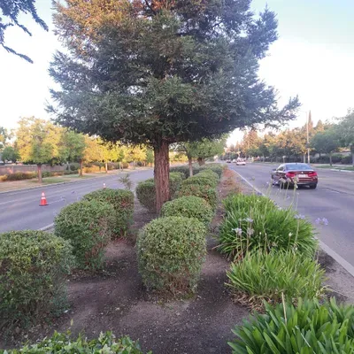 jardineria