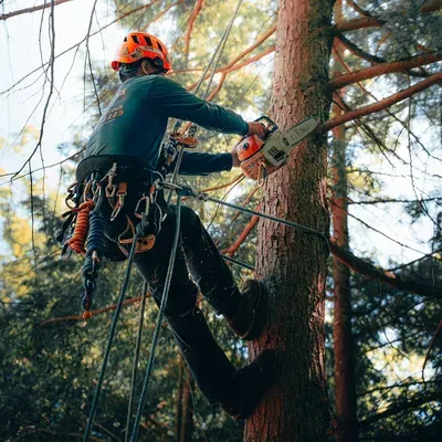 black panther tree removal