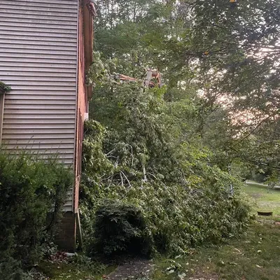 Sanchez Tree service & Landscaping
