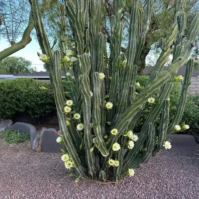 Evergreen tree llc