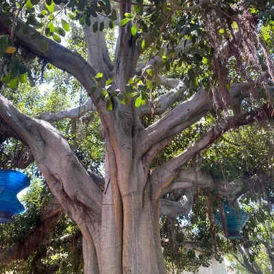 J&C Tree Service