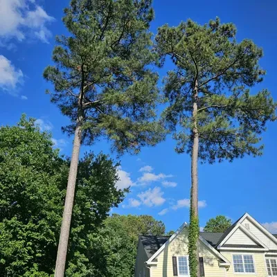 Dorian’s tree service