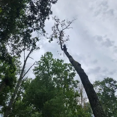 Kings tree service LLC