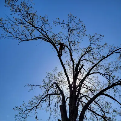 Professional Tree Guys LLC