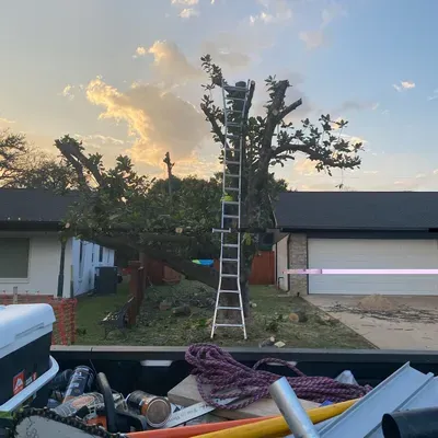 United Tree Services and More
