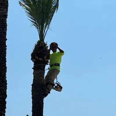 Jose’s landscaping