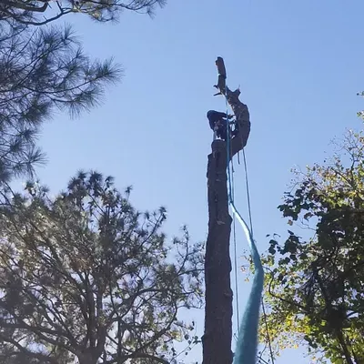 Rico Tree Services