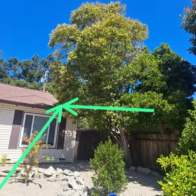 FL tree care