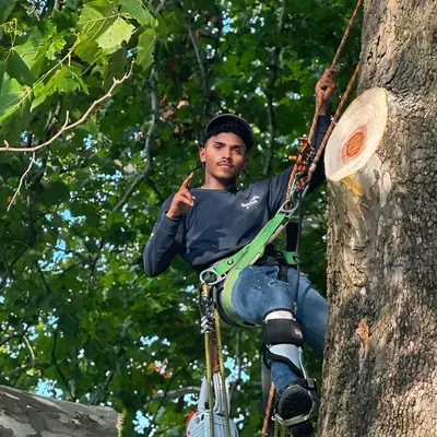 JayyTree