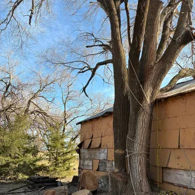 Early Bird Tree service Removal &Land Clearing